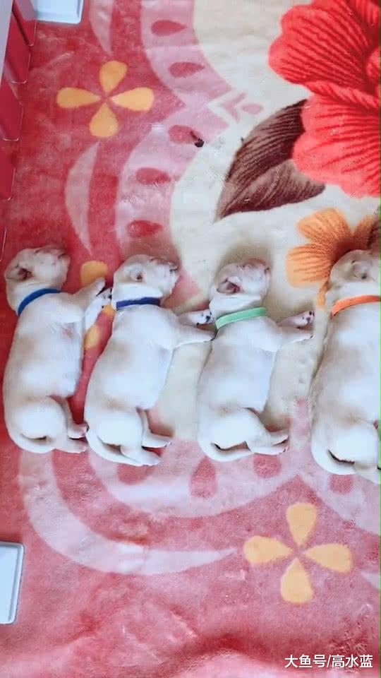 九只小奶狗睡成一排，但看到其中的两只时，网友惊呼走错片场
