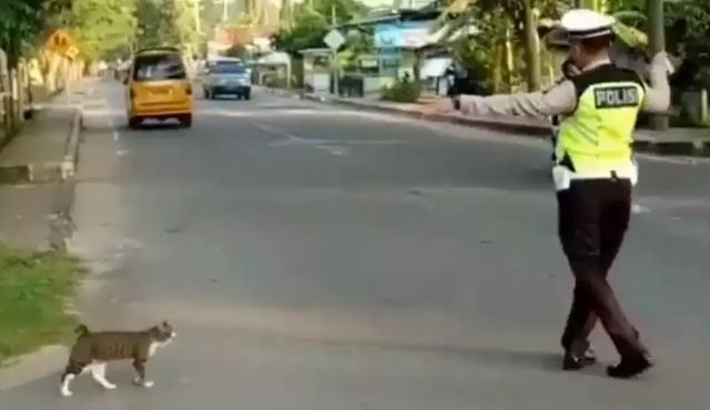 人间处处有真情！这位交警引导猫咪过马路的举动实在是太帅了！