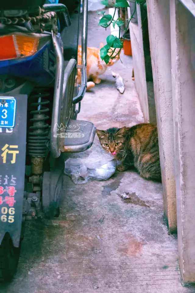 猫咪一无所有，为何能给人类安慰？