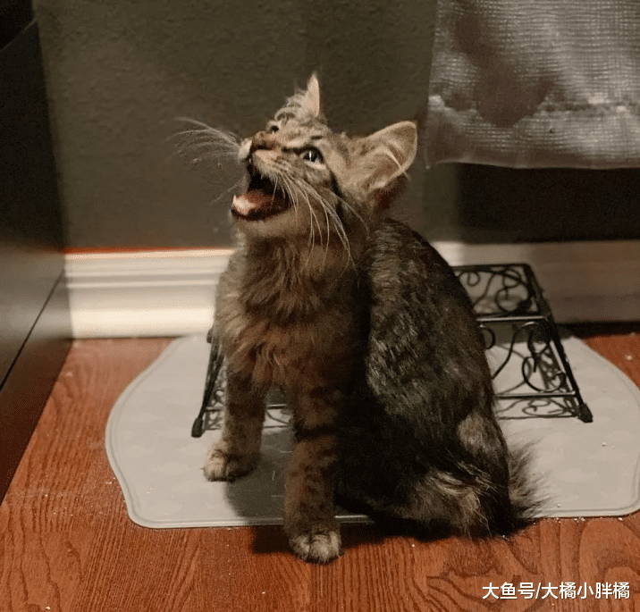 小猫主动吸引女孩注意，旁边狗子吼叫挑衅，被收养后跟狗子杠上了