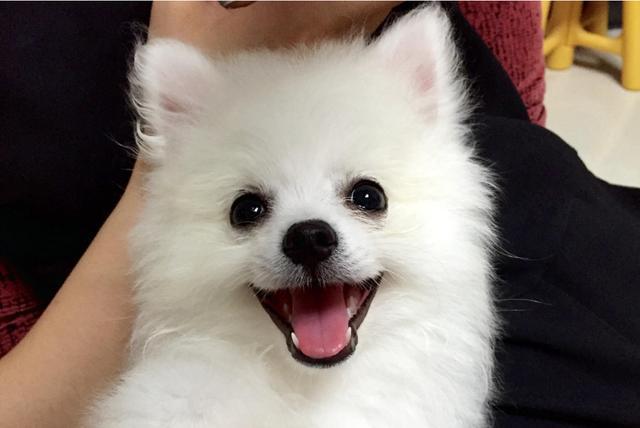 养狗, 为什么一定要选择公狗? 原因有4点!