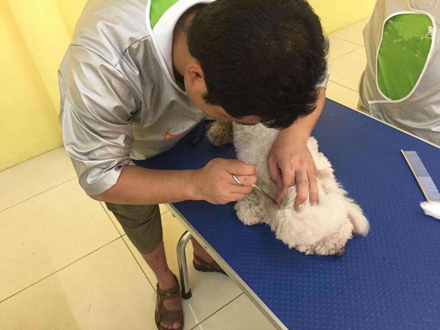 铲屎官救回幼犬后耐心照料，学会四点饲养技巧后成功将其带大