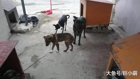 灵性狗狗自己找家，在码头呆坐一小时，只为等来爱它的人