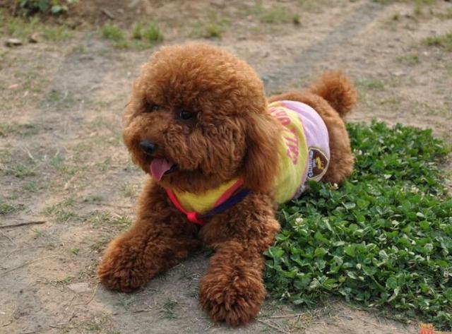 泰迪狗拉肚子吃什么药?
