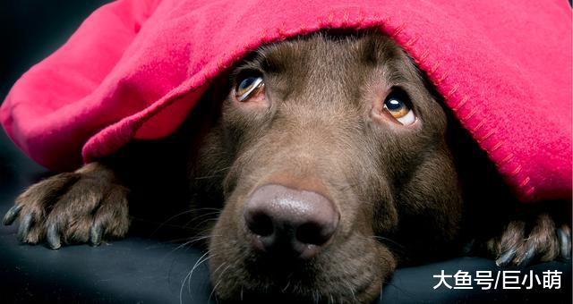 训犬时该不该惩罚狗狗呢？鞭子和糖的策略，可以用在狗狗身上吗？