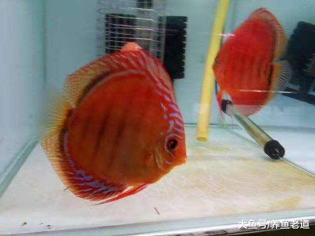 晚上喂食觀賞魚完全可以，只是有些小細節我們要去注意！