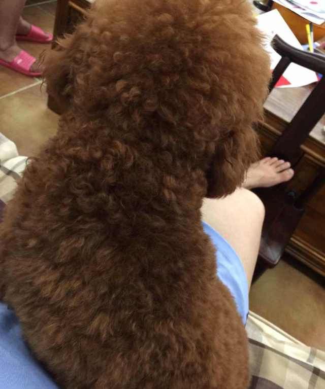 狗狗保持健康，不仅需要减肥，还要小心病虫哦！