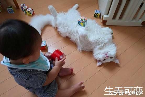 貓咪陪寶寶玩耍，玩了會癱倒在地，3年后有你后悔的