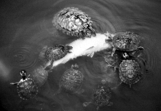 这些东西跑到外面去居然会引起生态危机！