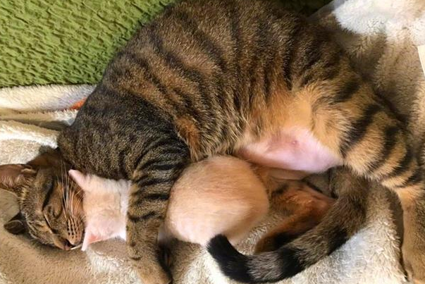 这样喂猫，等于在害他！你很可能也喂错了！