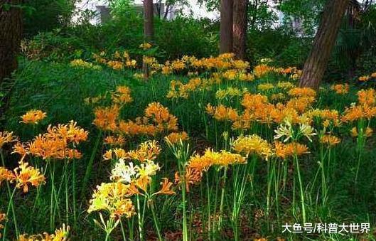 无情花、无义草、地狱花、彼岸花为何这么多名字？它的真名叫什么