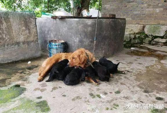 金毛生了一窝黑狗崽，主人看了满脸崩溃：千防万防，隔壁藏獒难防