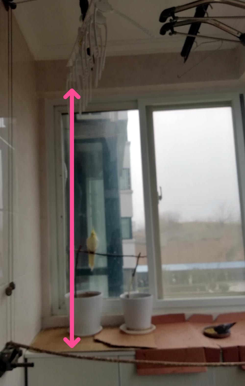 昨天對亂拉的兩只虎皮一頓罵，今天被它倆坑慘了，肯定是商量好的