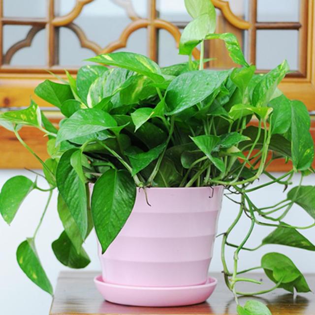 这些也是除甲醛的误区？你家里除甲醛还在用这些办法吗，别傻了