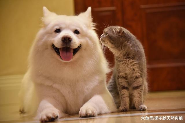 想要饲养萨摩耶？那么它的这些缺点，你需要扛住！