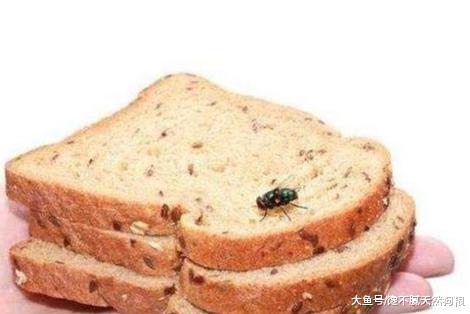 柯基拉稀怎么办？分析原因及找解决办法