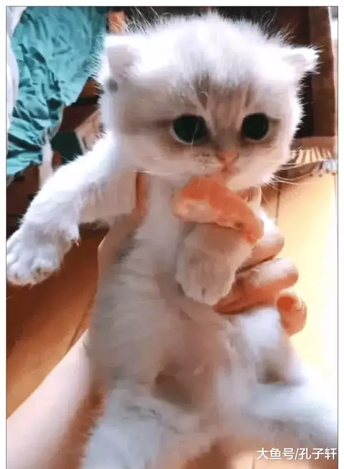 女子发现少了一只小奶猫，在床下看见它的身影，提起来一看笑喷了