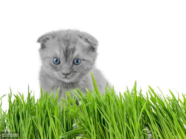 第一次养猫，应注意些什么