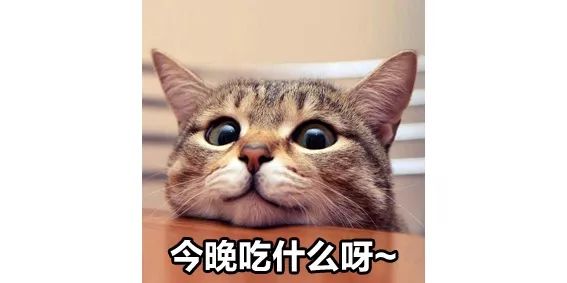 领养代替购买，每月只需400元！那我可以养猫了？