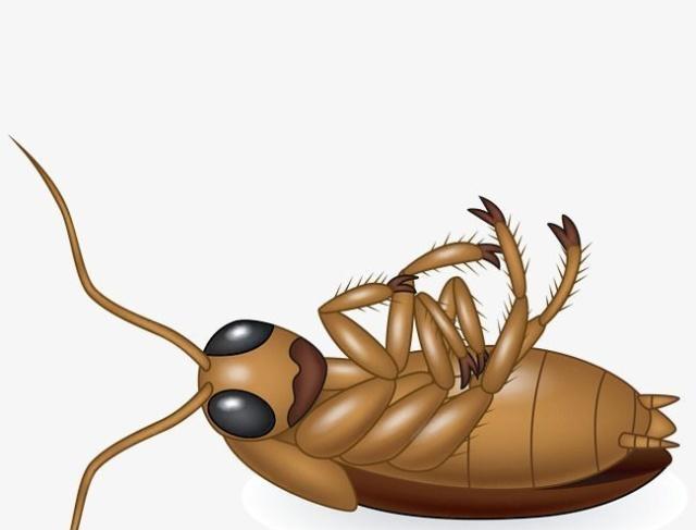 蟑螂没有天敌？科学家最新发现一种虫子，对付前者非常管用