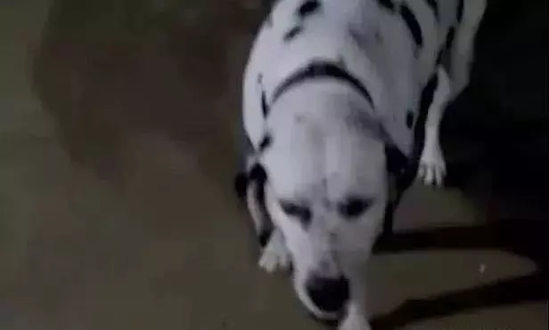 金毛被主人狂砍上百刀，咽气前还在微笑：我会一直陪着你...