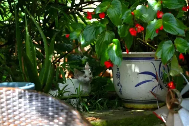 【逃城】猫的伊甸园