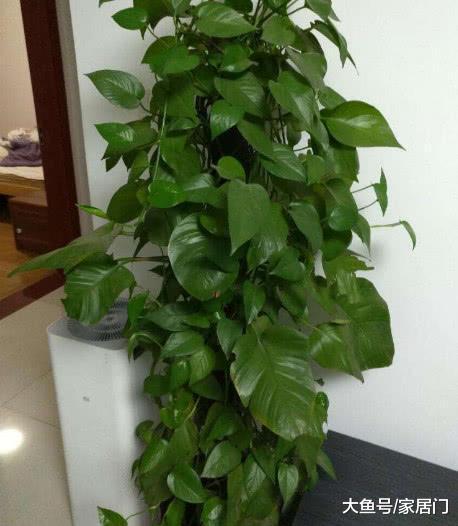 家里萬萬要養這幾種植物，有錢人一看就懂，難怪身體越住越健康