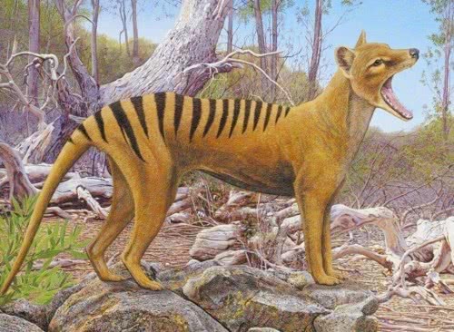 史上“最惨”生物，被误认为是杀羊贼，最后一只还被太阳晒死