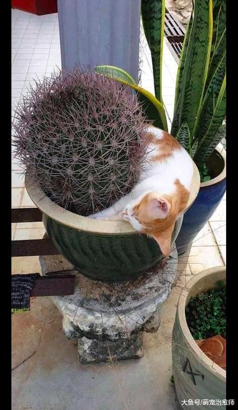 猫咪跑到仙人球盆里睡觉，看得都很疼呀，猫：我是在做针灸！