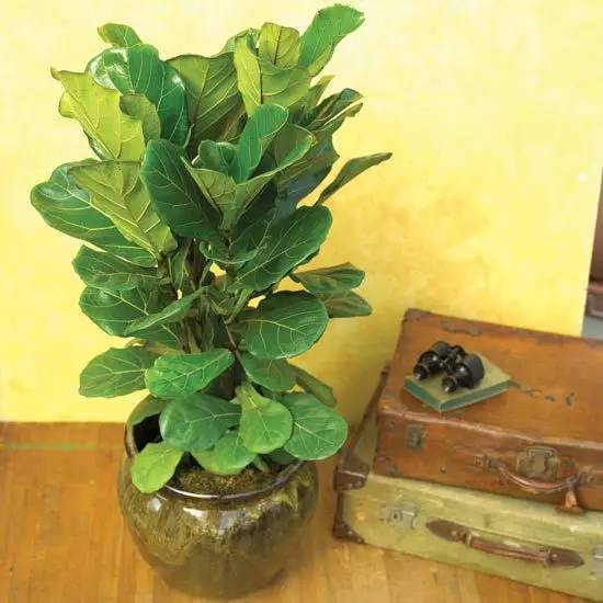 如何养护好琴叶榕，知道这些要点，养护更加轻松