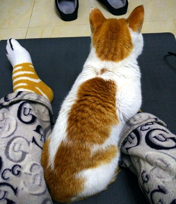 动物爪子袜? 每售出一双袜子, 就有一只动物失去双脚!