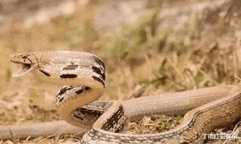毒蛇：中国十大无毒蛇