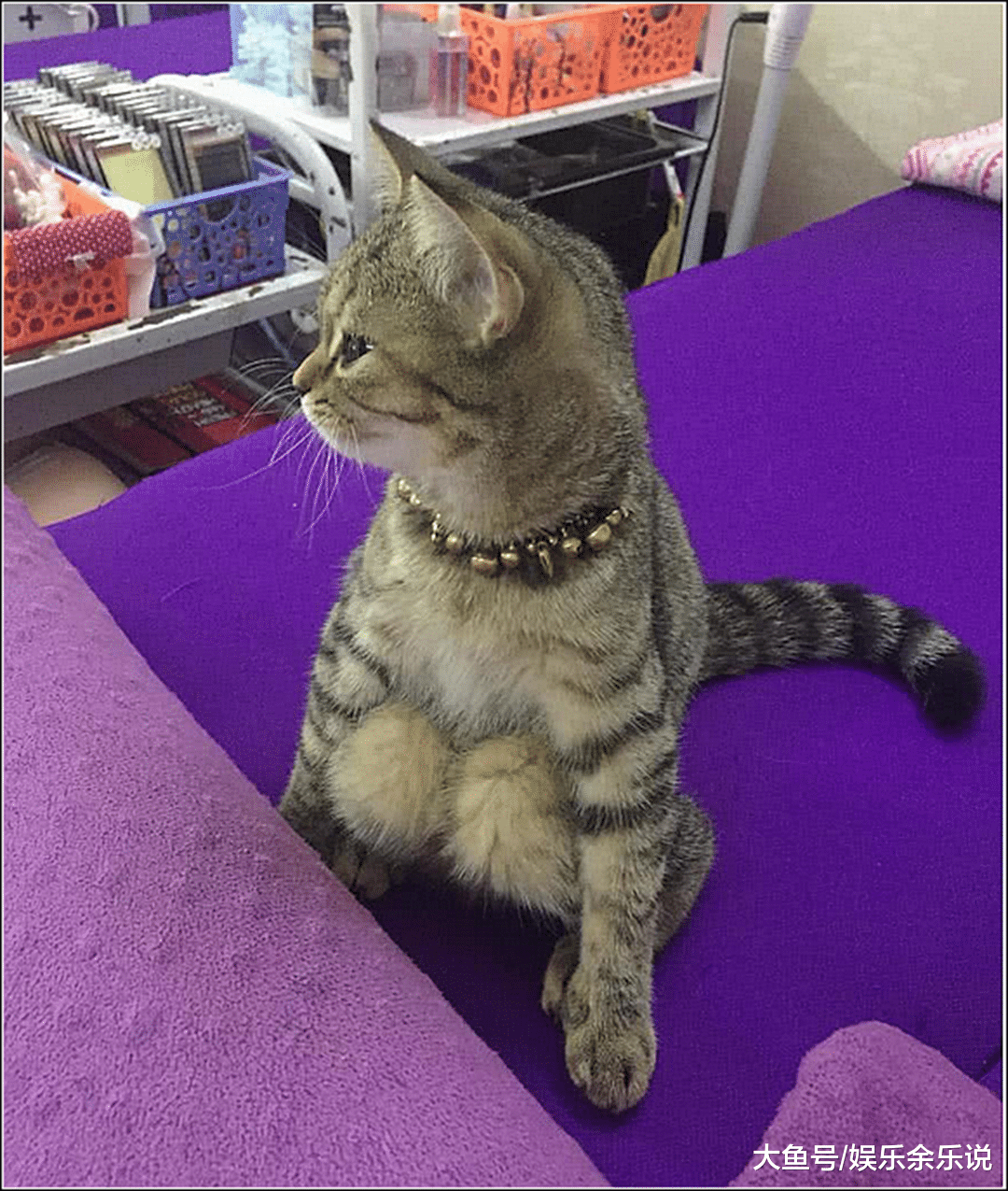 女主带猫咪去绝育，做完后发现它有点奇怪，看清后悔的肠子都青了