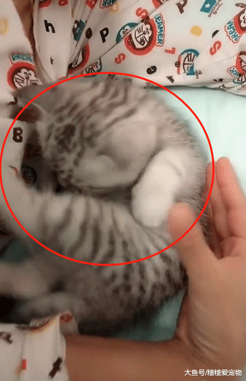 小奶猫睡觉做噩梦，主人赶紧哄着安抚，主人：小乖乖，睡觉觉