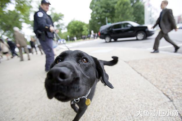 狗狗到底有多聪明，据说它们可以闻到对方是好是坏，这是真的吗