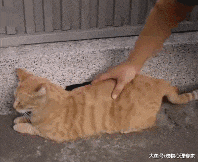 摸猫的时候，猫咪总是翘起尾巴？看似害羞的动作可有它们的小秘密