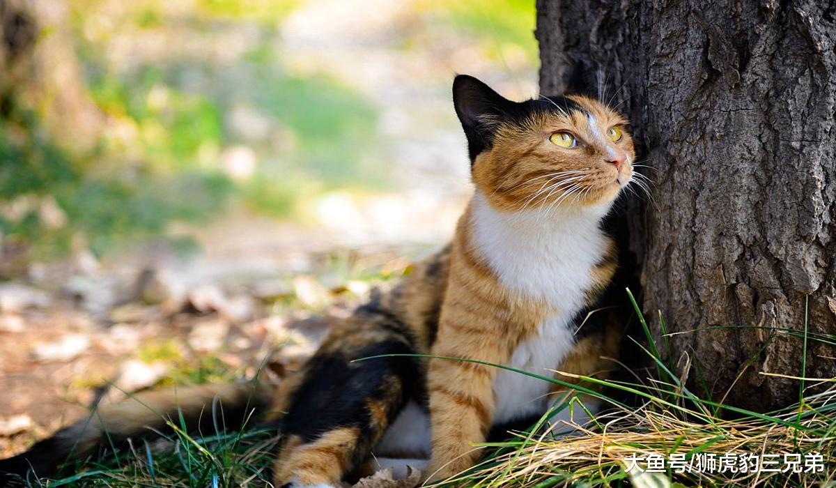 野猫成了澳洲的“百兽之王”？疯狂捕杀动物，令当地人谈猫色变