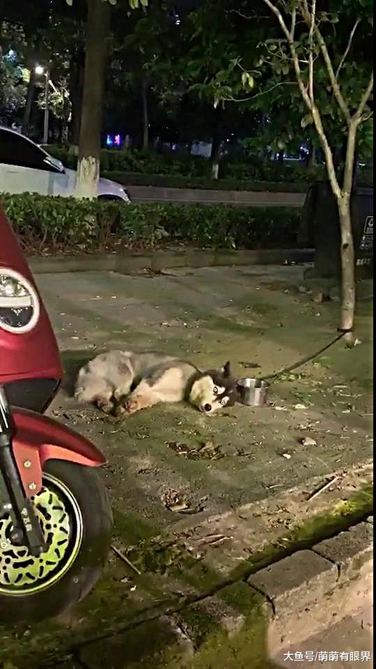 哈士奇：我不能睡，我要守好我的碗！