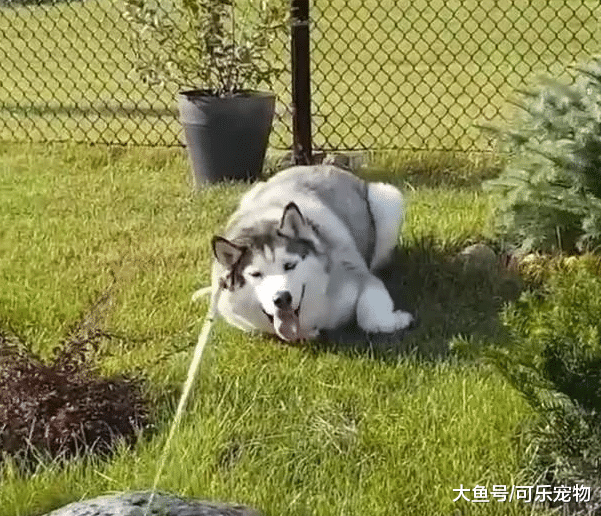 哈士奇赖在地上不动，气得主人要给它一巴掌，最后只能把它拖走了