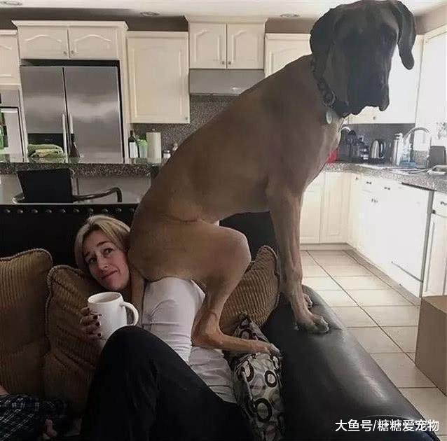 女人养大狗狗, 才会有真正的安全感, 网友: 坐姿也太辣眼睛了吧!