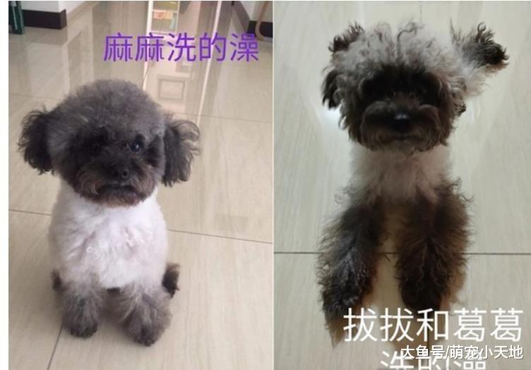 灰毛球Q贵宾被洗成杂毛狗！ 2张照片看出爸妈洗澡差很大
