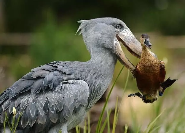 二哈表兄弟，能击杀鳄鱼却爱拔毛送人，鲸头鹳：老子愿意！