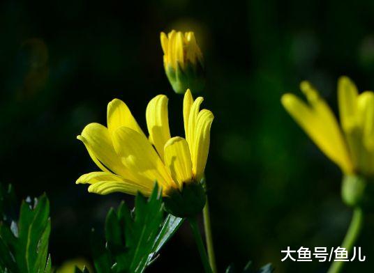 年龄越大越迷人的生肖女，不仅有钱，更深得丈夫宠爱，越老越好命