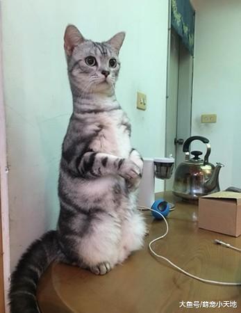 盘子忘记收引讨债集团排队坐好，猫咪诚恳脸勒索：快放罐！