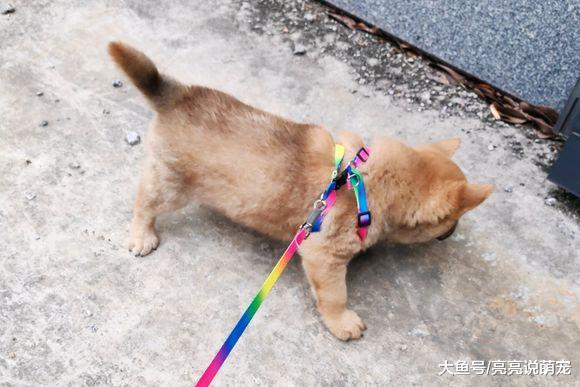 小狗可以经常出来玩，但在家却没有自由，只因它不会上厕所