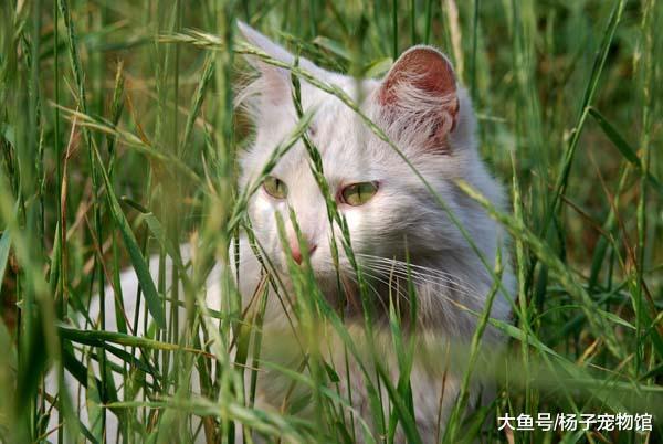 流浪猫妈带病产子后被猫王驱逐，藏在井里生活，只为看孩子一眼！