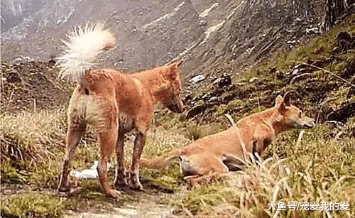 隐秘郊区发现 “古老动物”，专家：难以置信，它早已绝迹良久