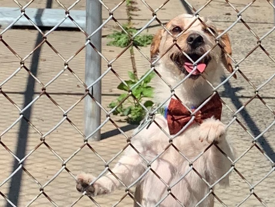 为帮助收容所貓狗被領养，12岁男孩灵机一动，妙计神助攻！