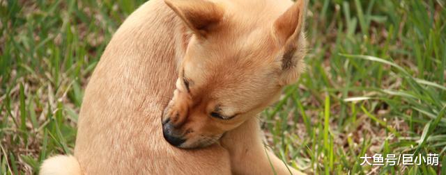 狗狗总是浑身发痒？要警惕蜱虫与跳蚤，使用这一招让它们去无踪