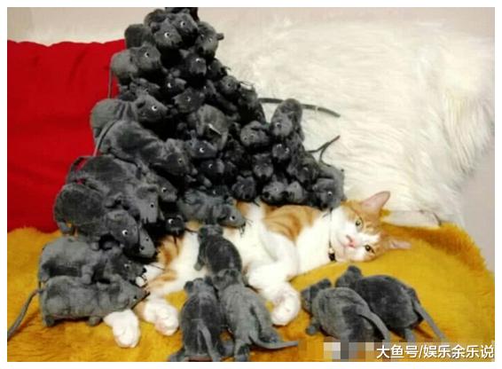 猫咪正在熟睡，男子偷偷把老鼠放在它身上，猫咪醒来一看不淡定了